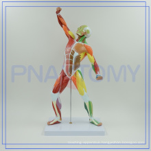 PNT-0342 colored HUMAN body muscular MODEL